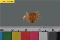 藏品(短指和尚蟹)的圖片